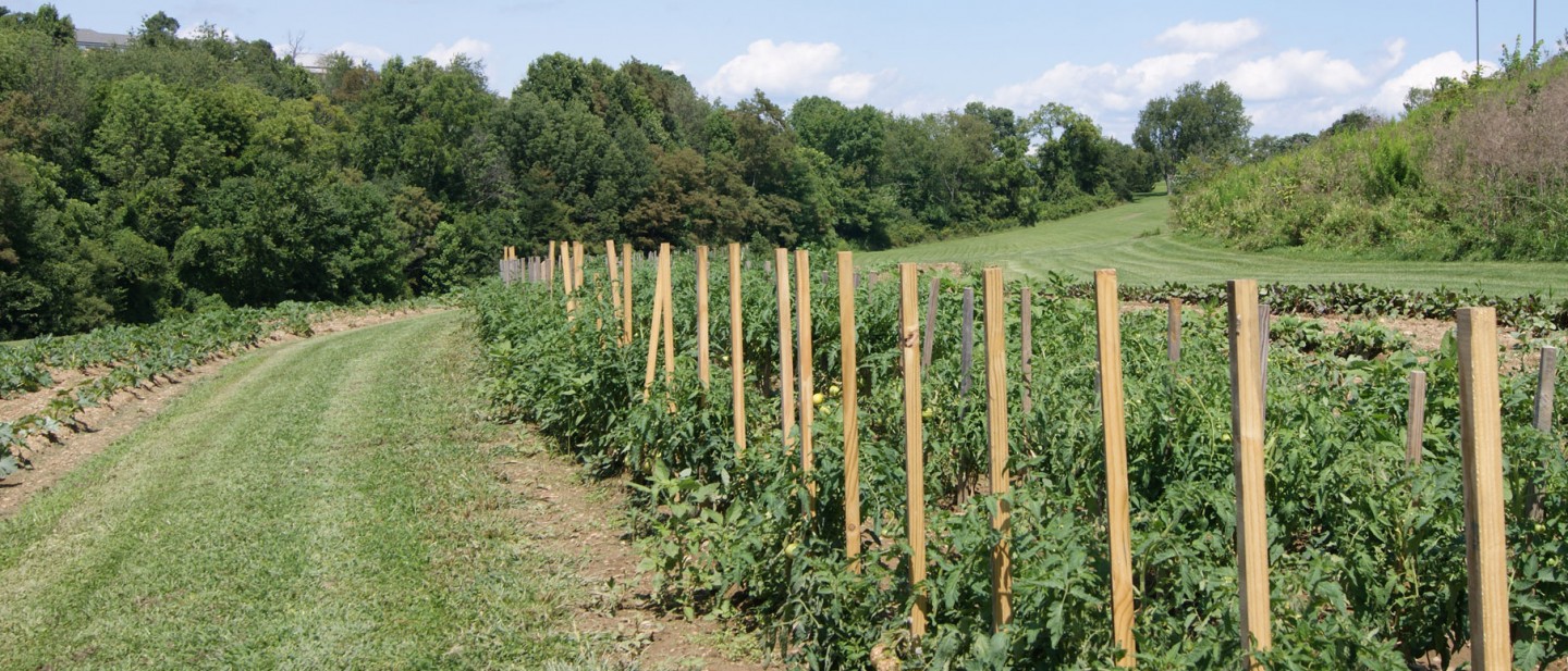 Seton Hill University campus vegetable garden 