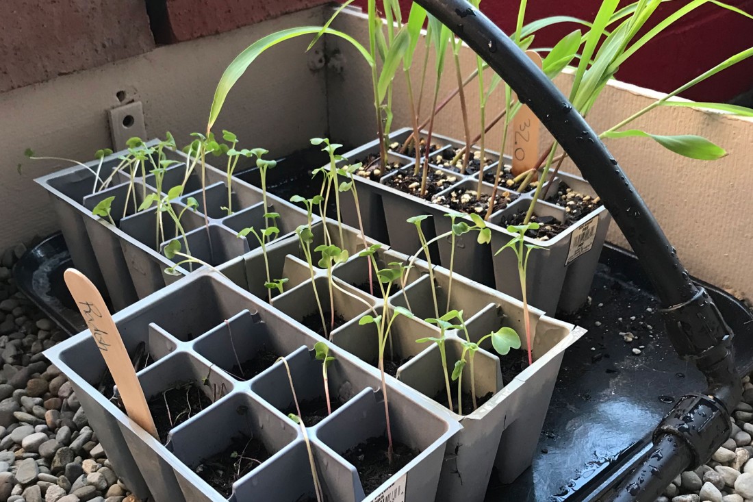 Budding radishes getting ready to be planted. 